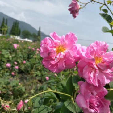 大马士革玫瑰种苗食用玫瑰提炼玫瑰精油纯露玫瑰可食用