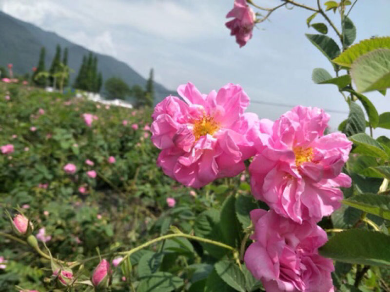 大马士革玫瑰种苗食用玫瑰提炼玫瑰精油纯露玫瑰可食用