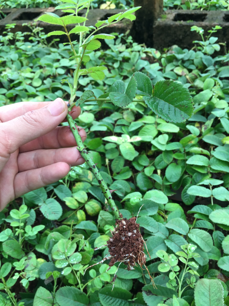大马士革玫瑰种苗食用玫瑰提炼玫瑰精油纯露玫瑰可食用