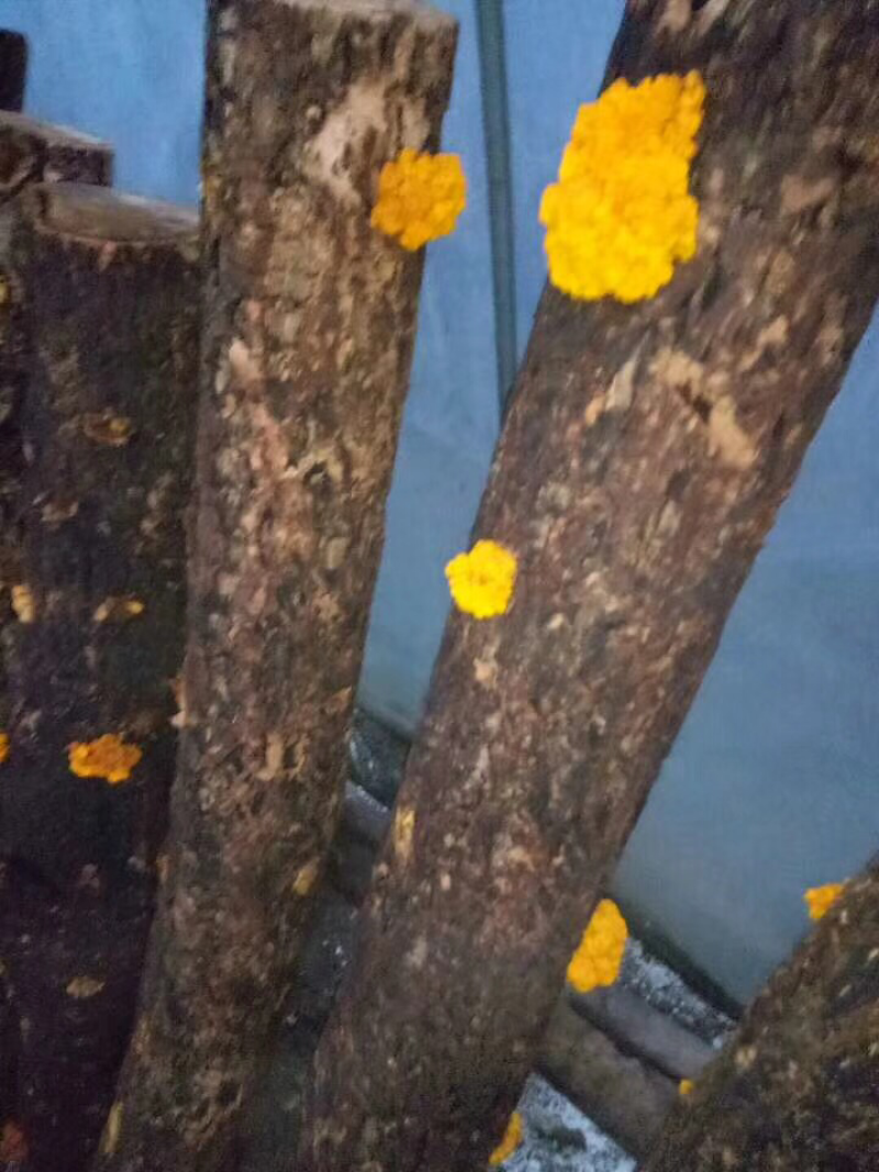 金耳干货
