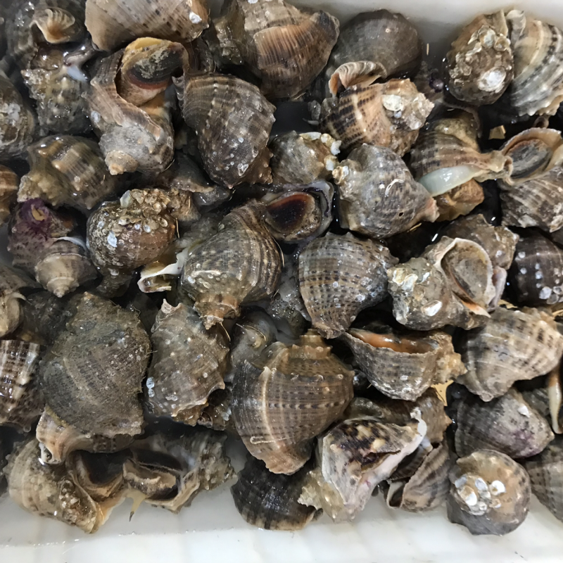 地龙小海螺到货了。