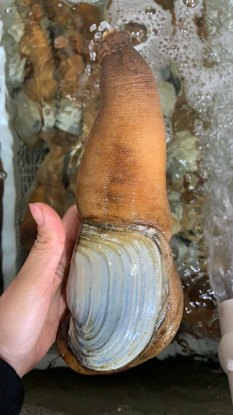 朝鲜象拔蚌
