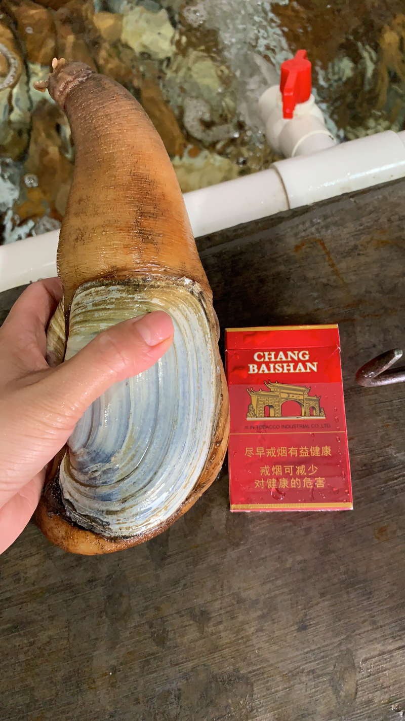 朝鲜象拔蚌