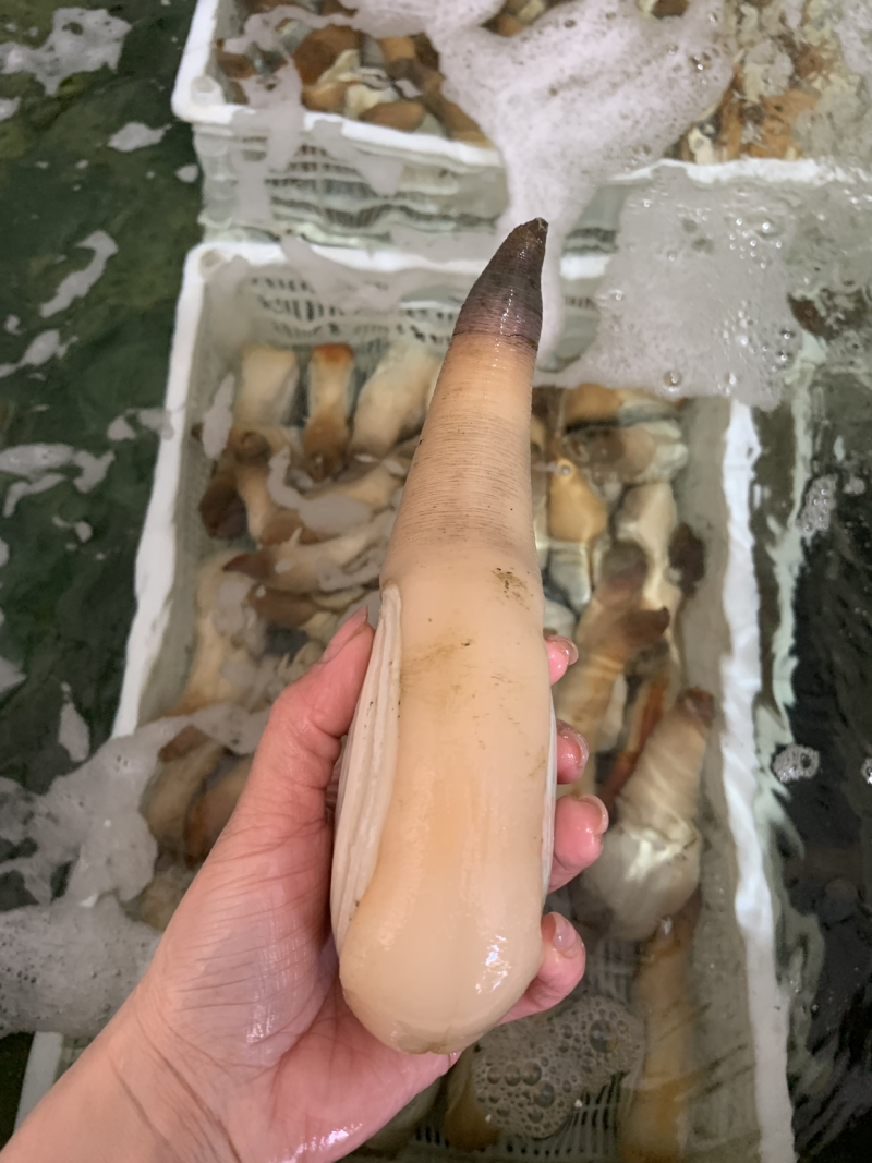 象拔蚌