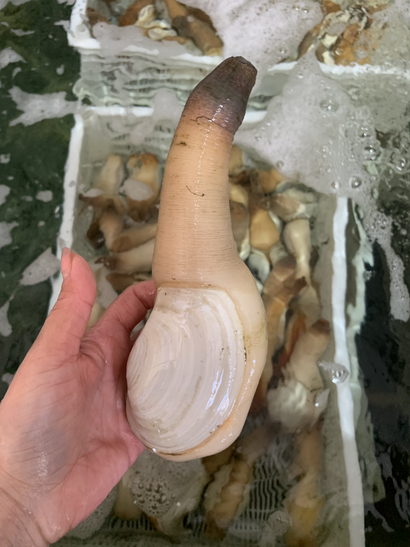 象拔蚌