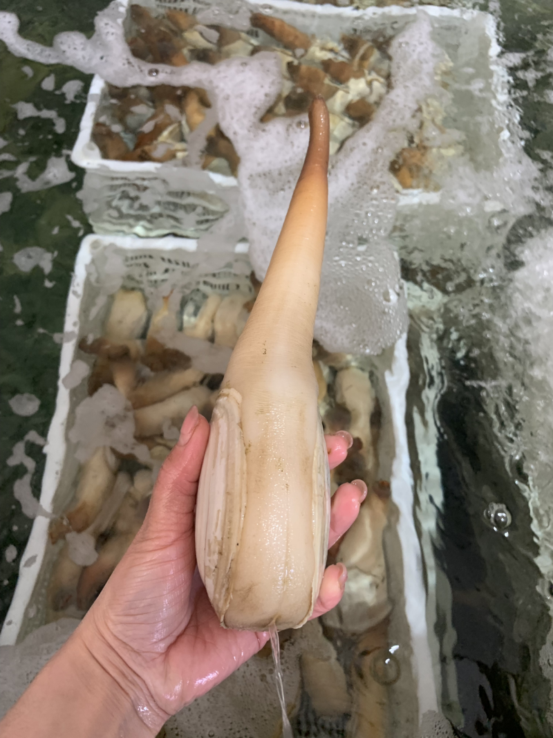 象拔蚌