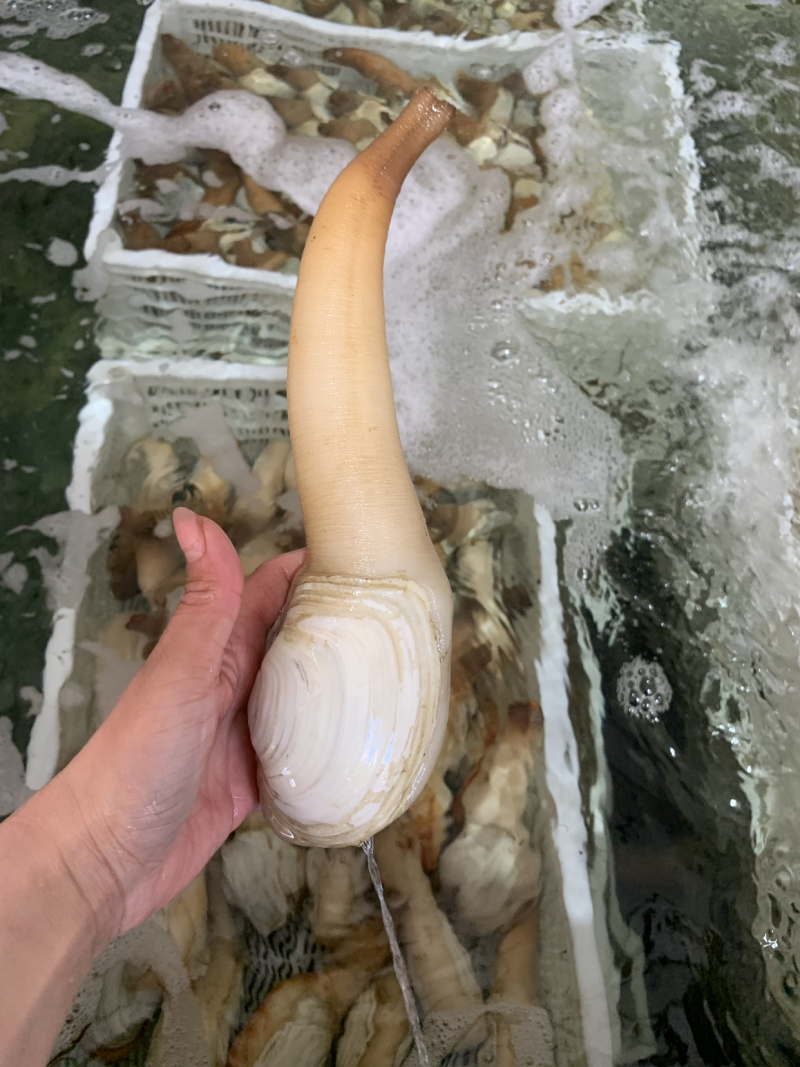 象拔蚌