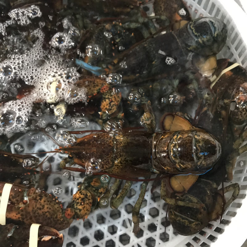 鲜活的小波龙。