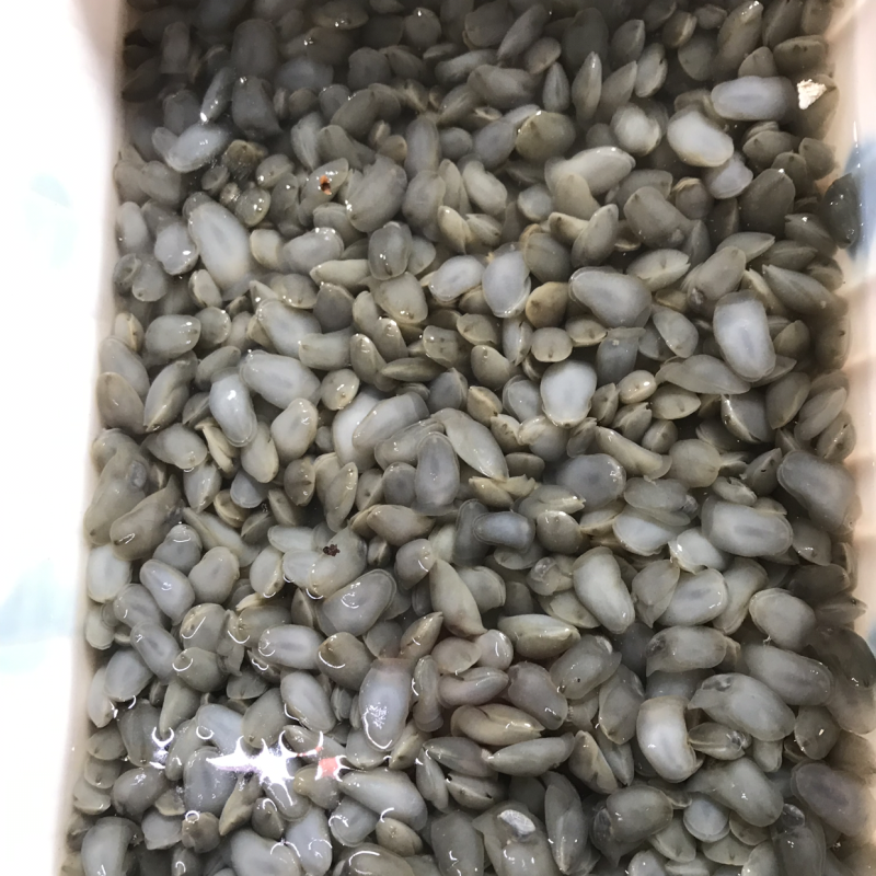 泥螺到货了。
