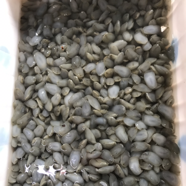 泥螺到货了。