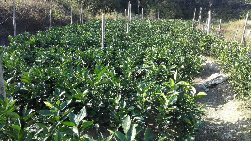 正宗赣南纽荷尔脐橙树苗无毒区培育地苗杯苗技术供应