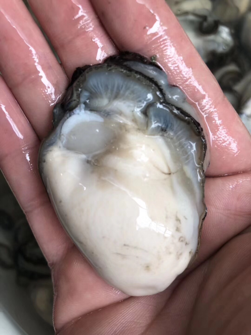 牡蛎肉，生蚝肉大量批发一件起批