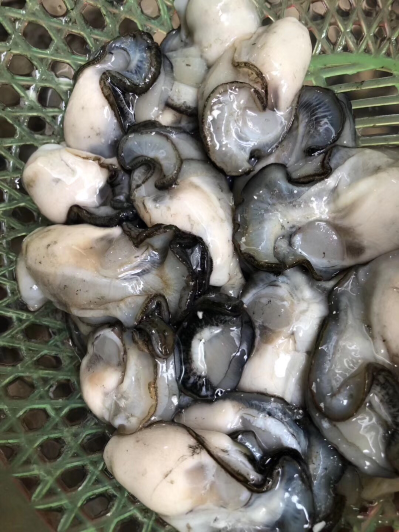 牡蛎肉，生蚝肉大量批发一件起批