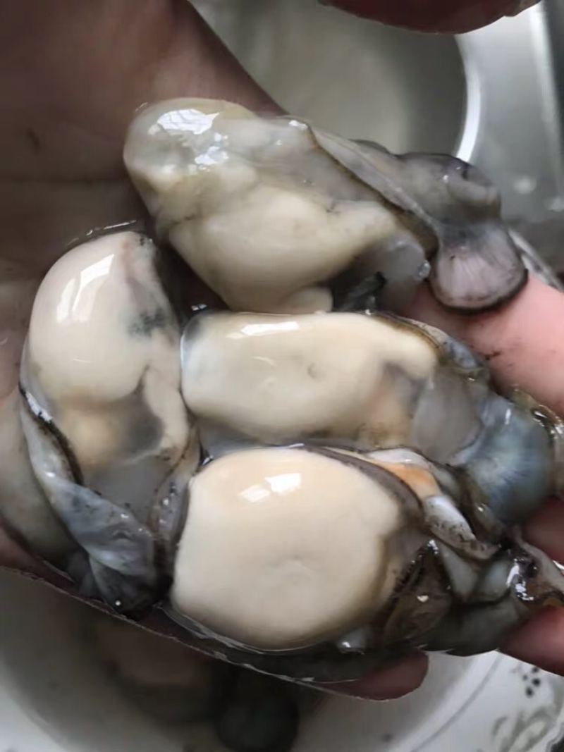 牡蛎肉，生蚝肉大量批发一件起批
