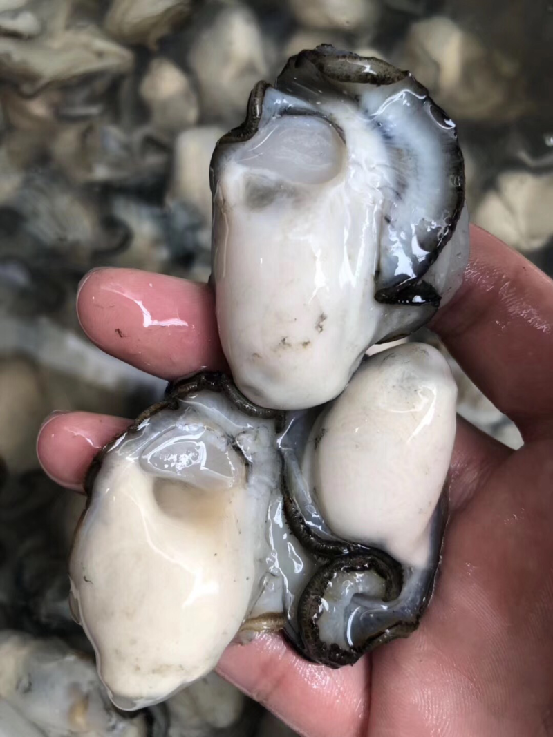 牡蛎肉，生蚝肉大量批发一件起批
