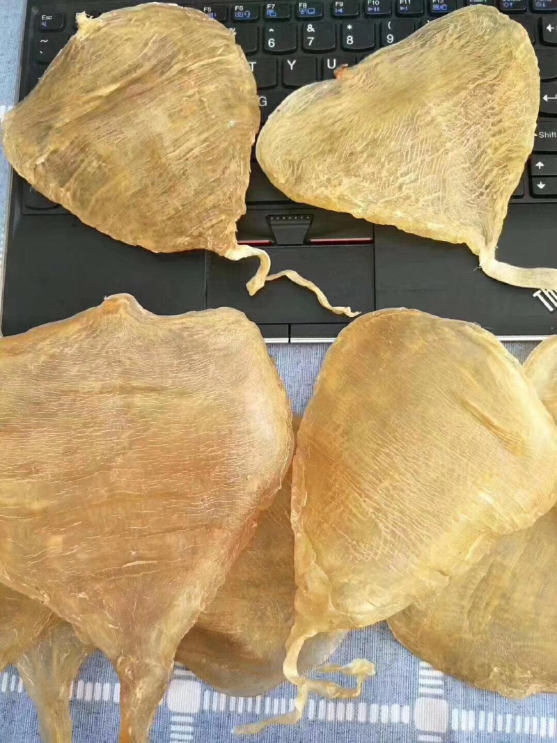 大尾鳘鱼肚