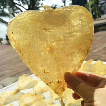 大尾鳘鱼肚