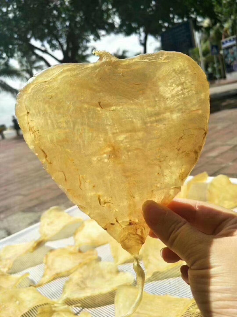大尾鳘鱼肚