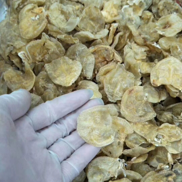 小赤鱼胶