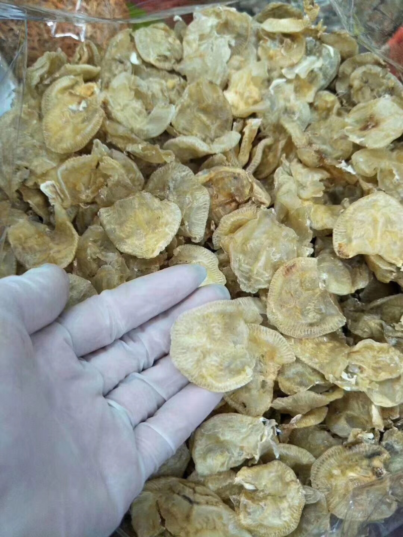 小赤鱼胶