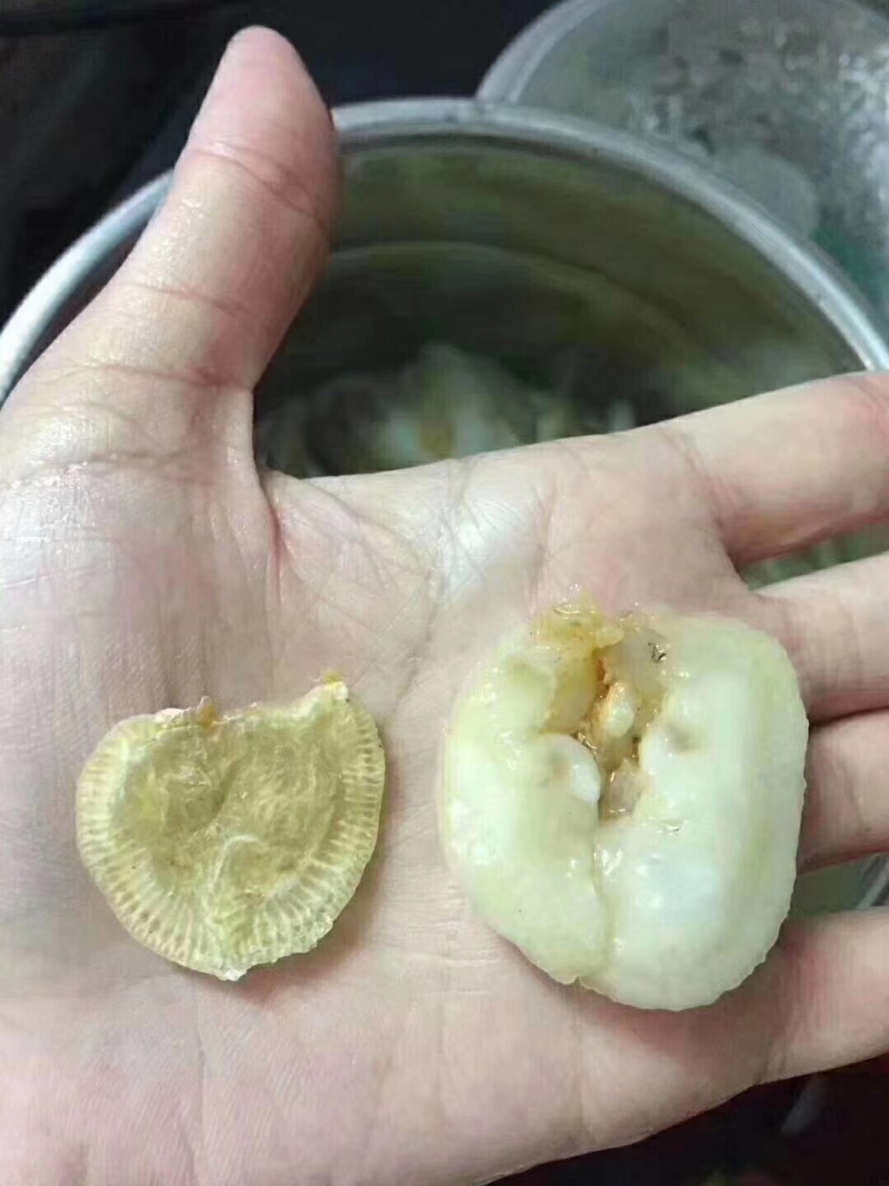 小赤鱼胶