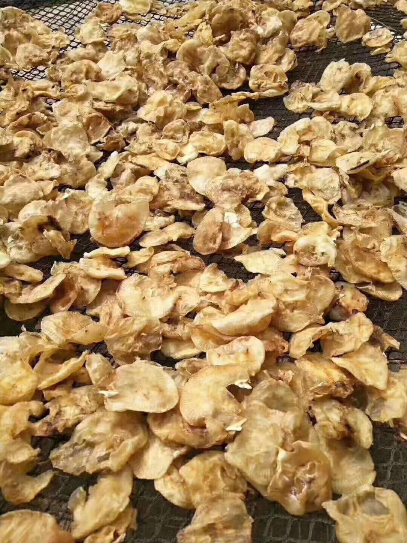 小赤鱼胶