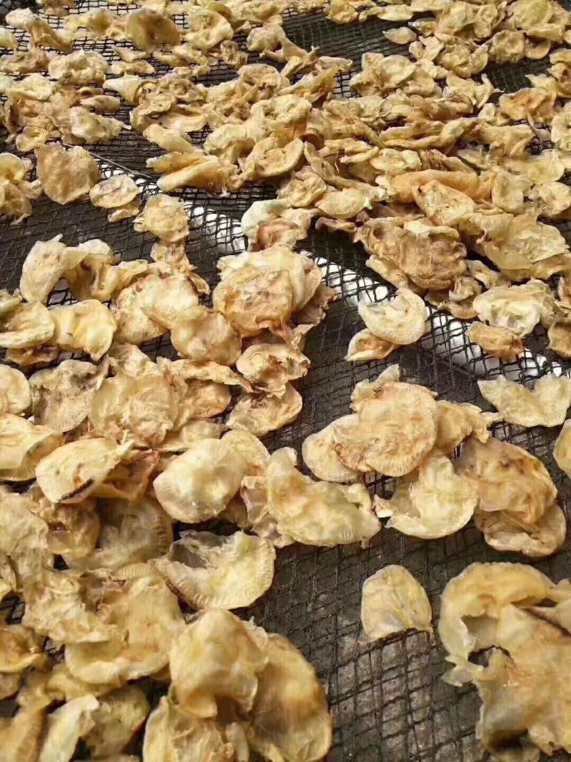 小赤鱼胶