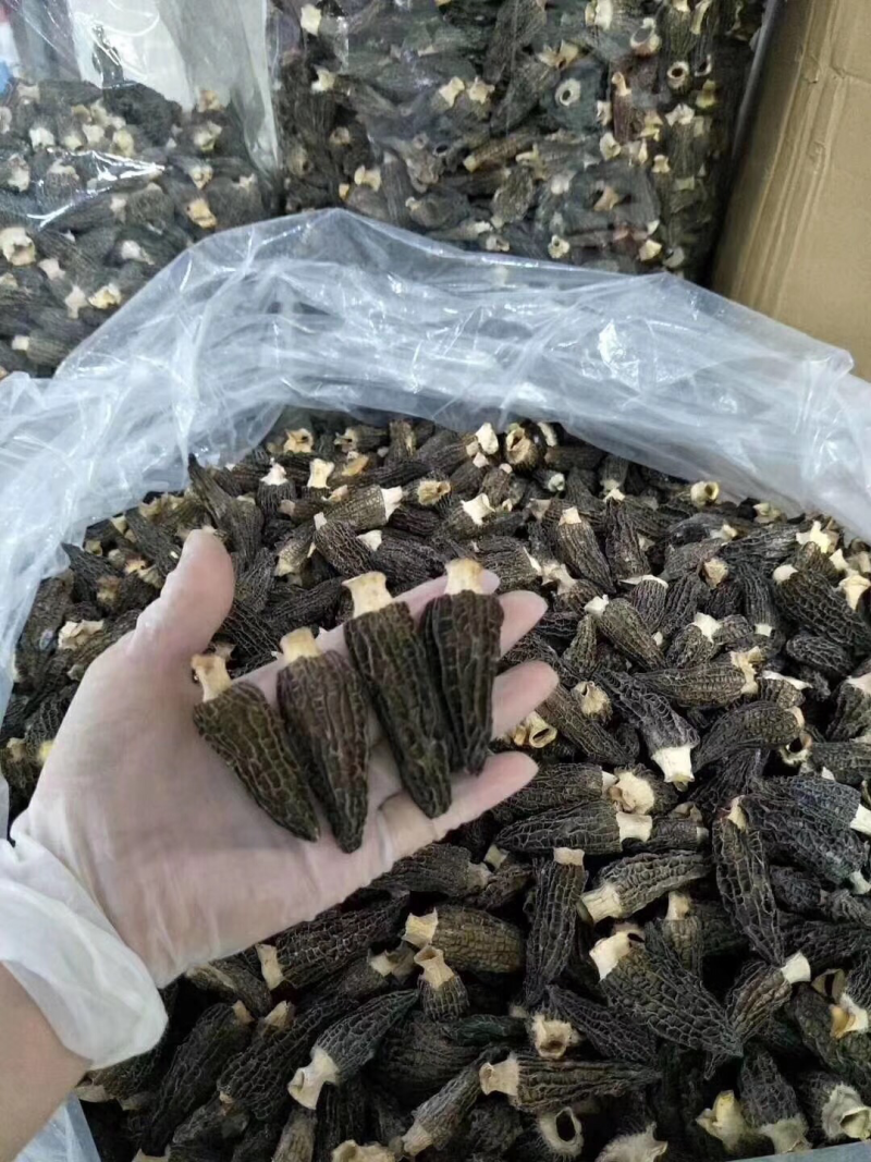羊肚菌