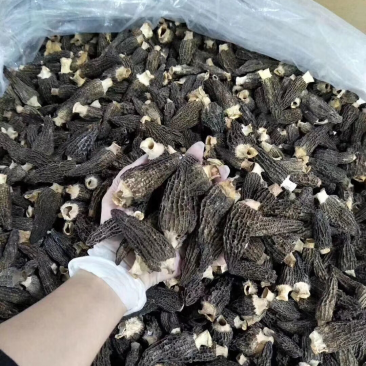 羊肚菌