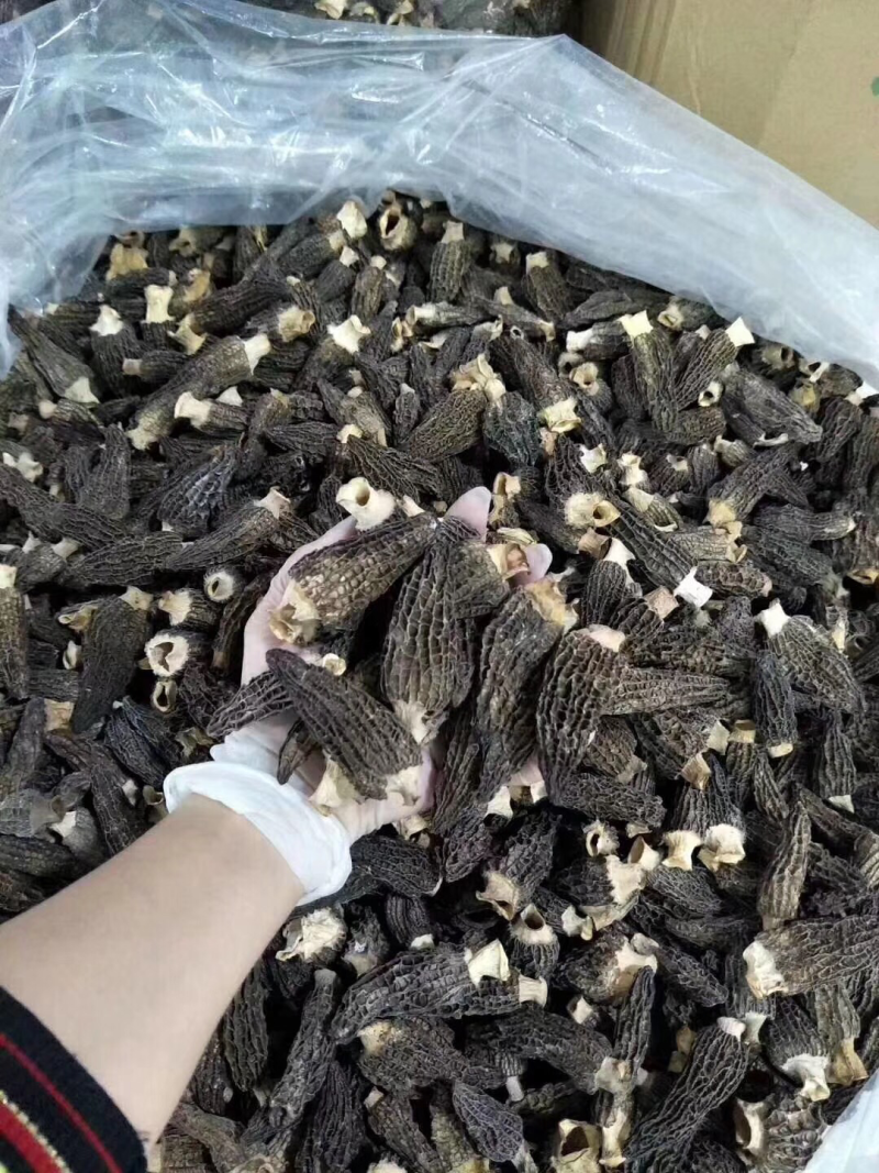 羊肚菌