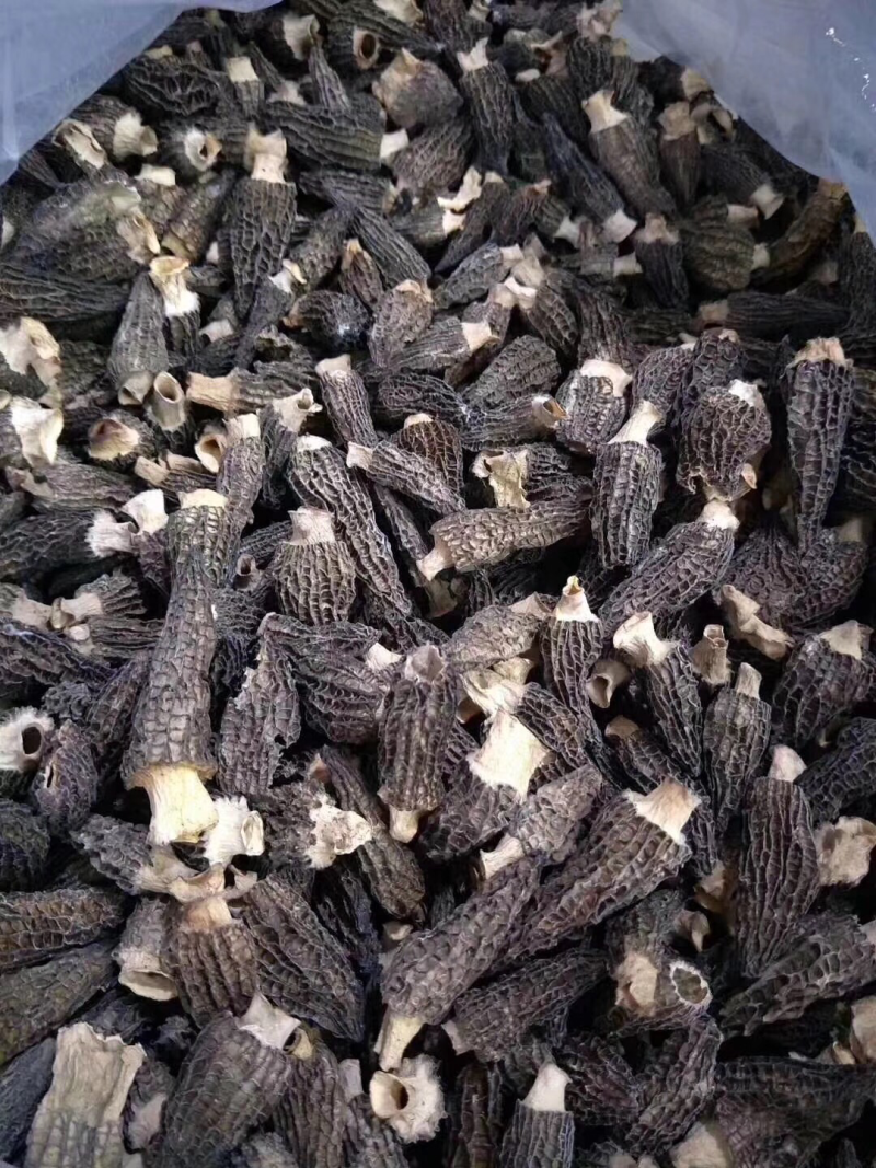 羊肚菌