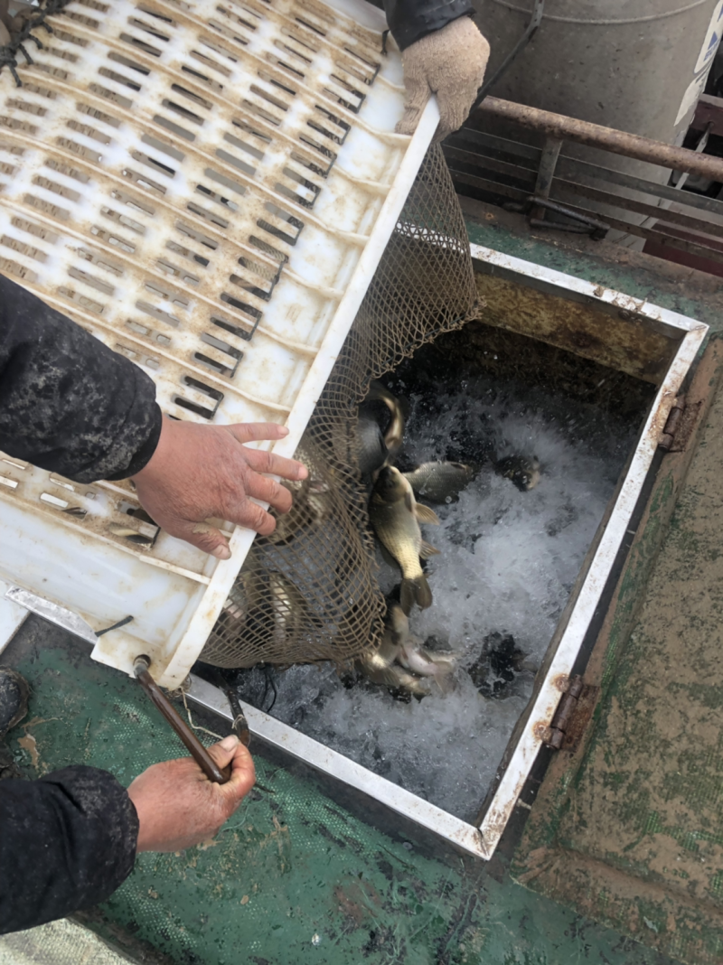 黄金鲫