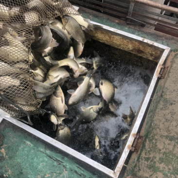黄金鲫