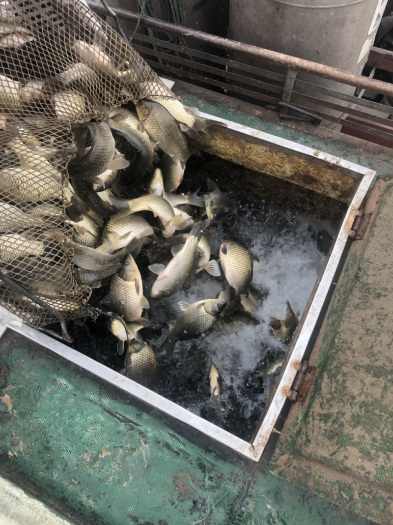 黄金鲫