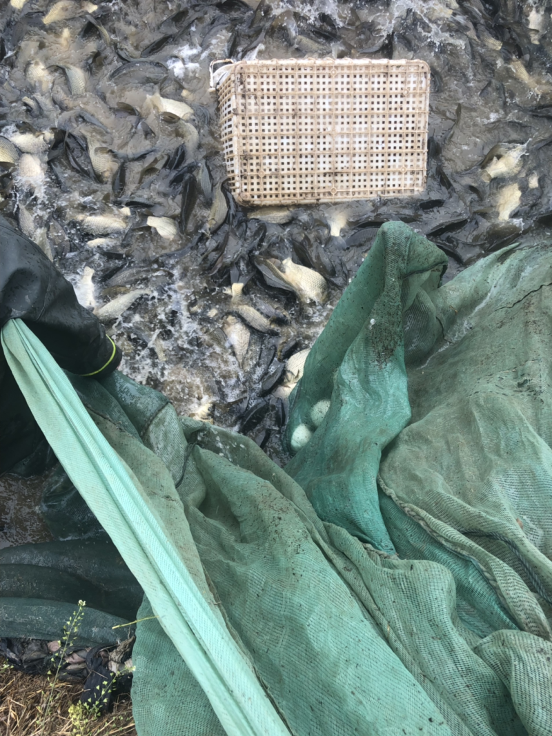 黄金鲫