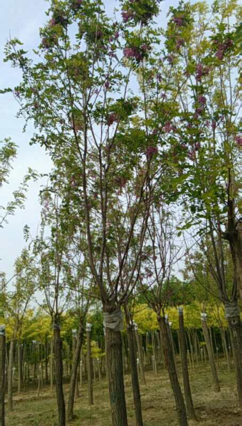 香花槐