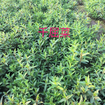 千屈菜