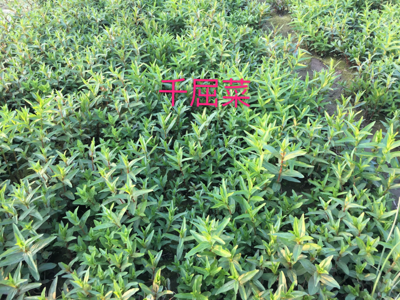 千屈菜