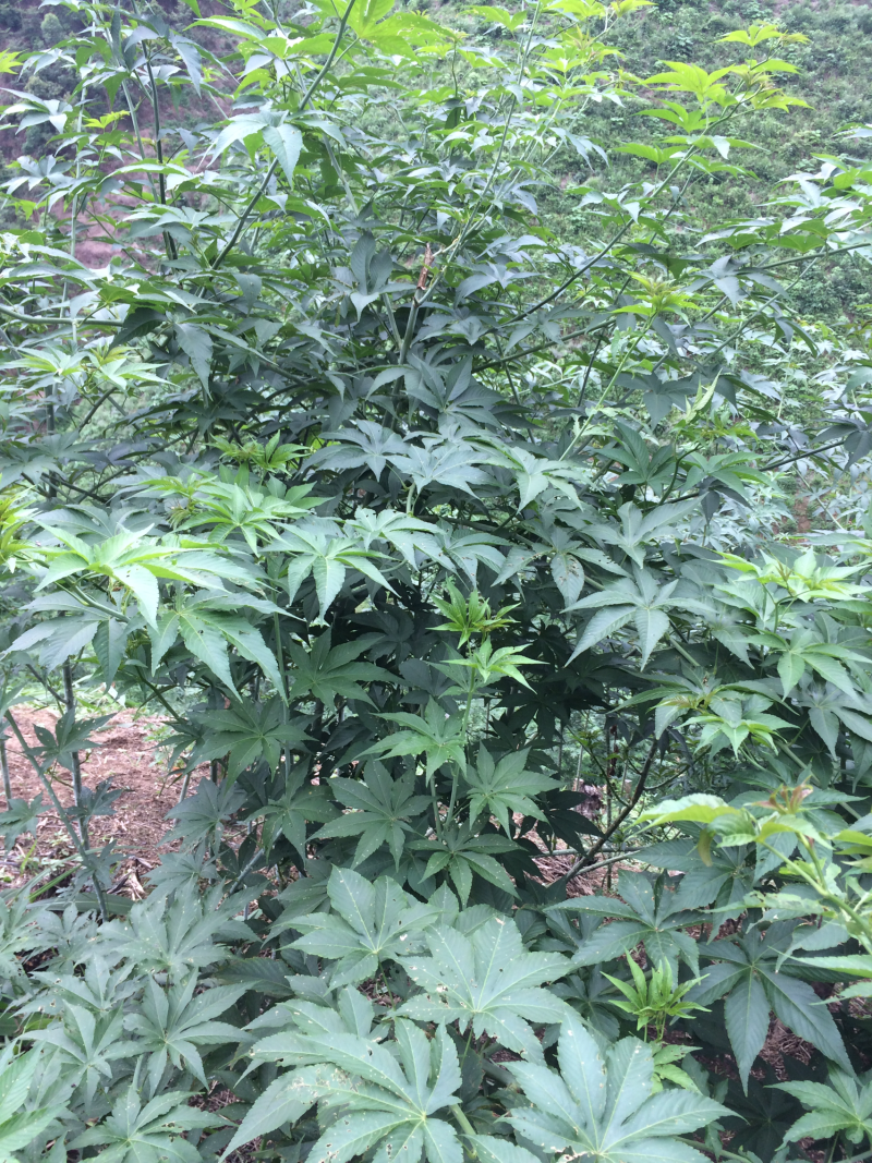 甜茶叶一级