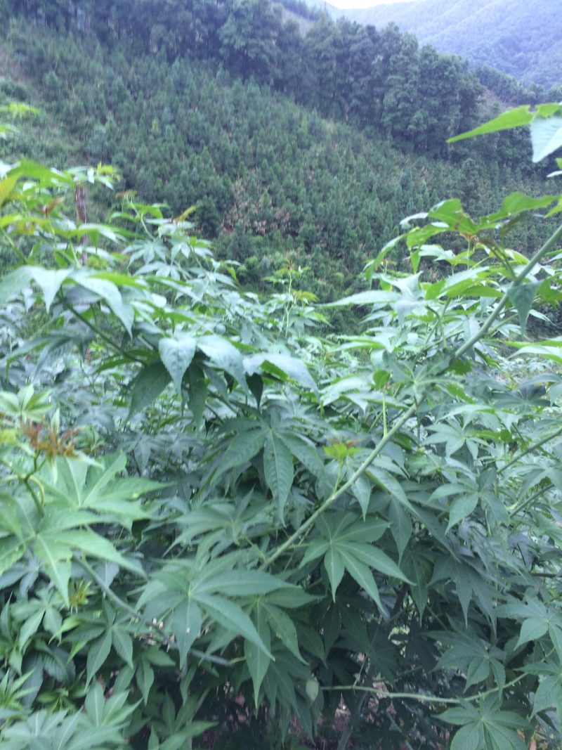 甜茶叶一级