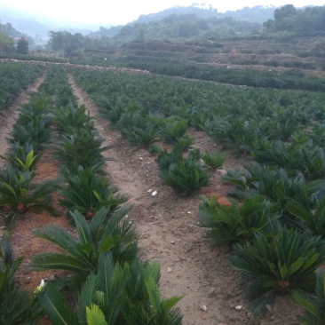 各种规格占地铁树