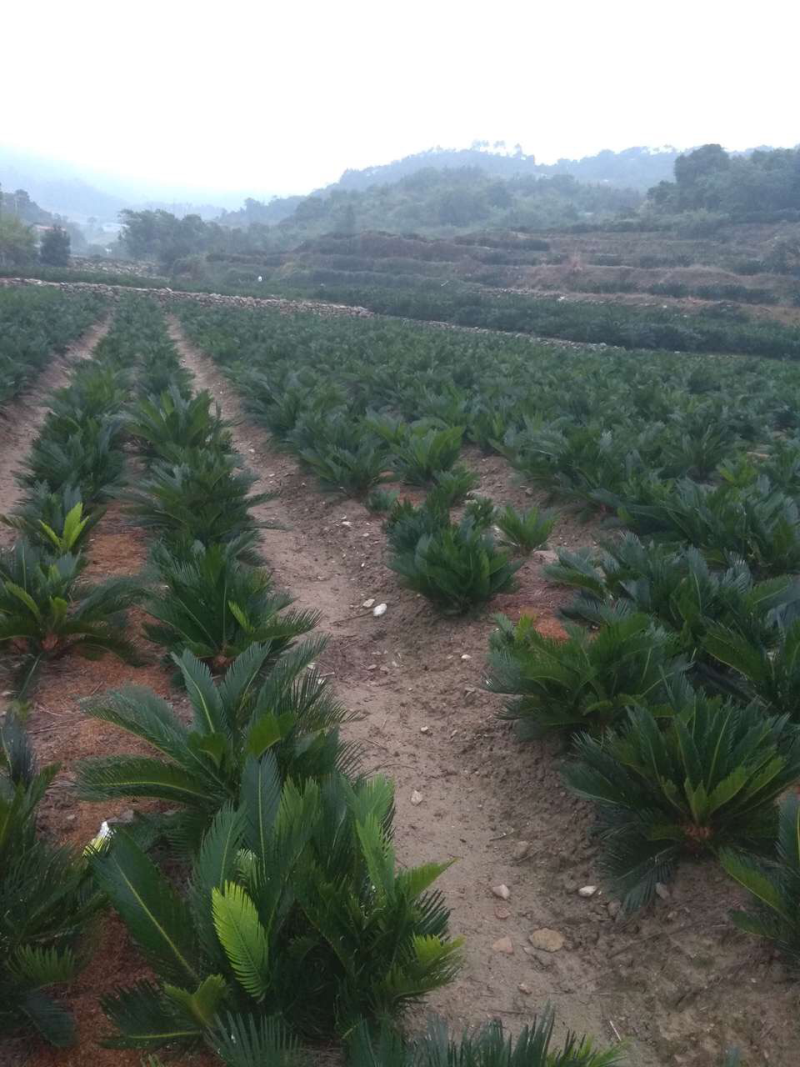 各种规格占地铁树