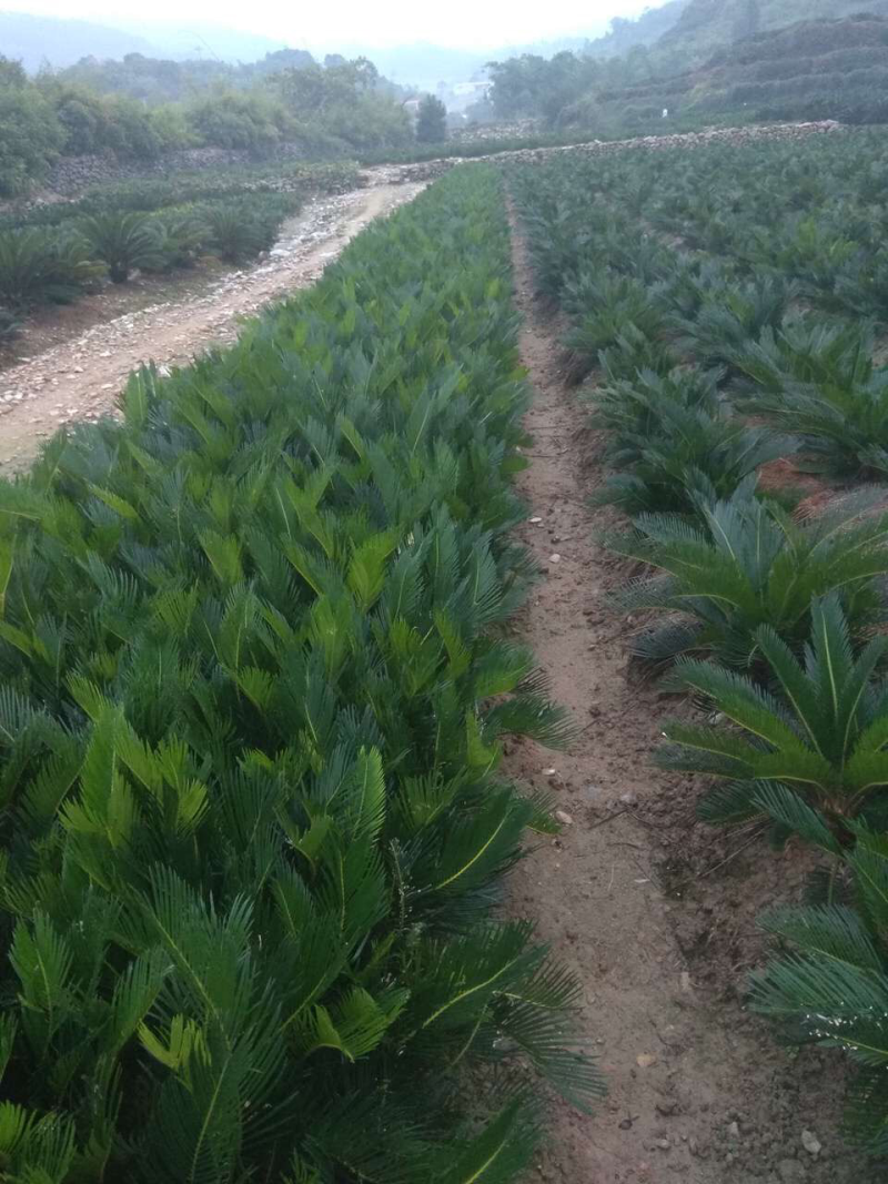 各种规格占地铁树