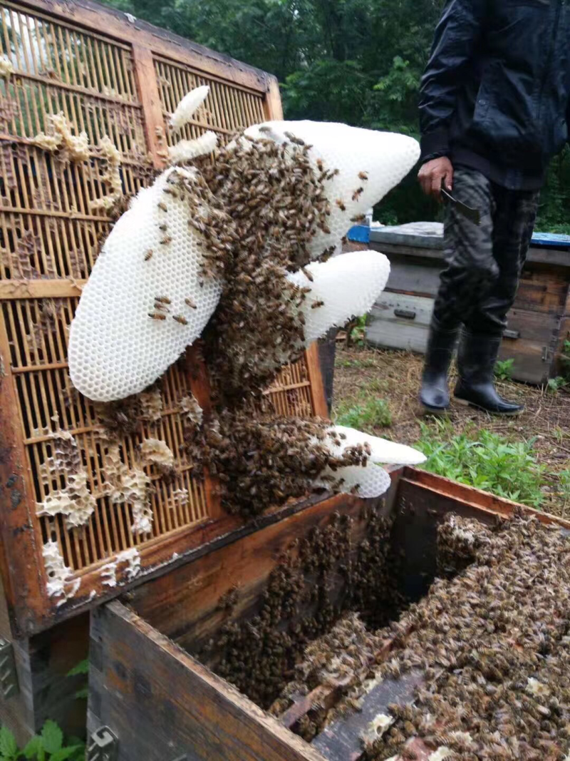 黑龙江五常椴树蜜，黄柏蜜，黑蜂雪蜜