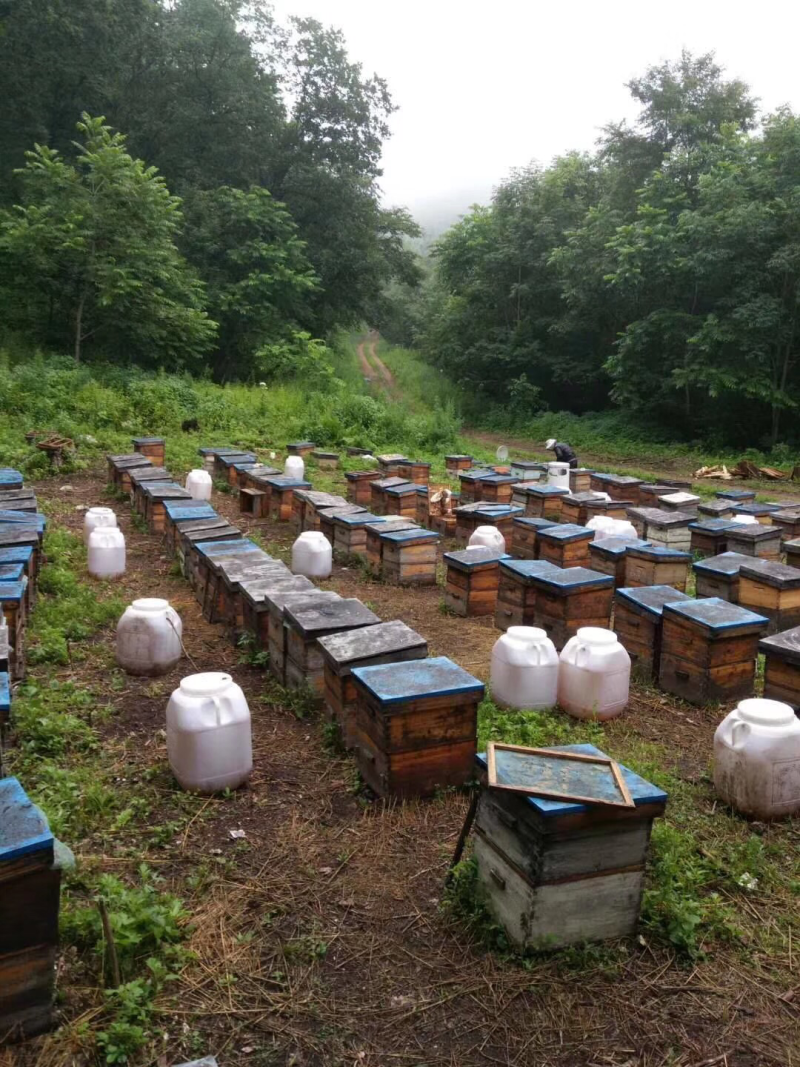 黑龙江五常椴树蜜，黄柏蜜，黑蜂雪蜜