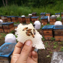 黑龙江五常椴树蜜，黄柏蜜，黑蜂雪蜜