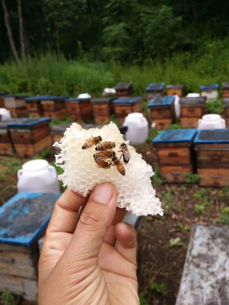黑龙江五常椴树蜜，黄柏蜜，黑蜂雪蜜