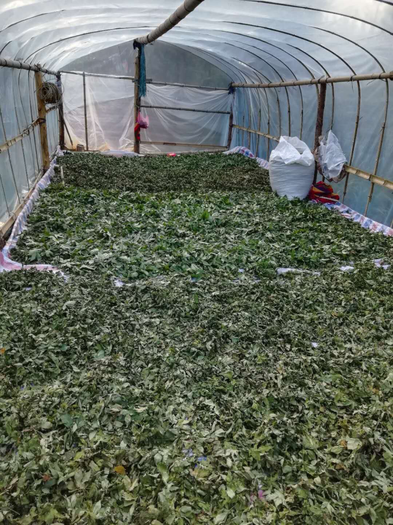 甜茶叶