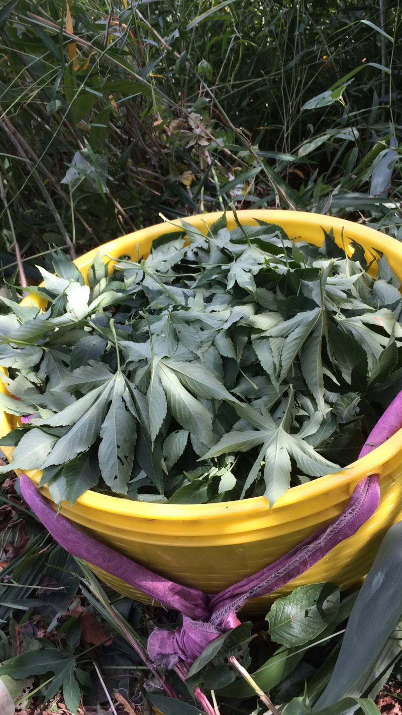 甜茶叶