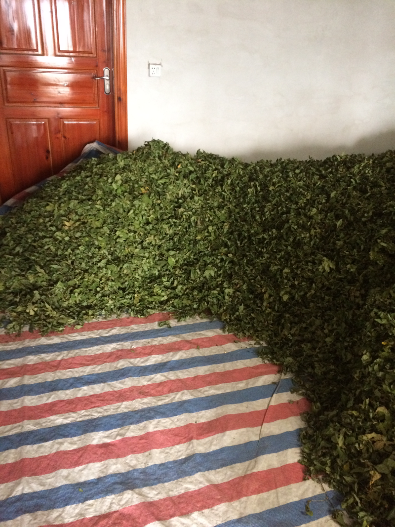 甜茶叶
